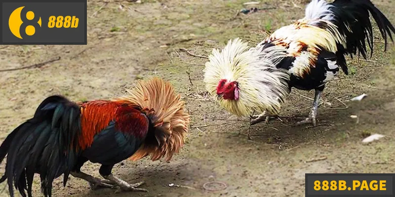 Đá Gà Tre - Hướng Dẫn Chi Tiết Cho Người Chơi