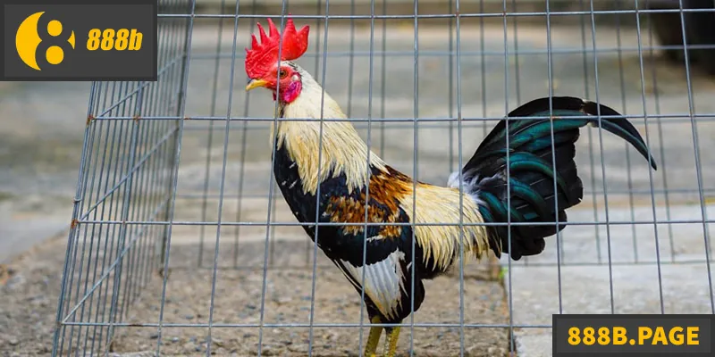 Hướng dẫn chiến thuật, kinh nghiệm chơi đá gà tre hiệu quả