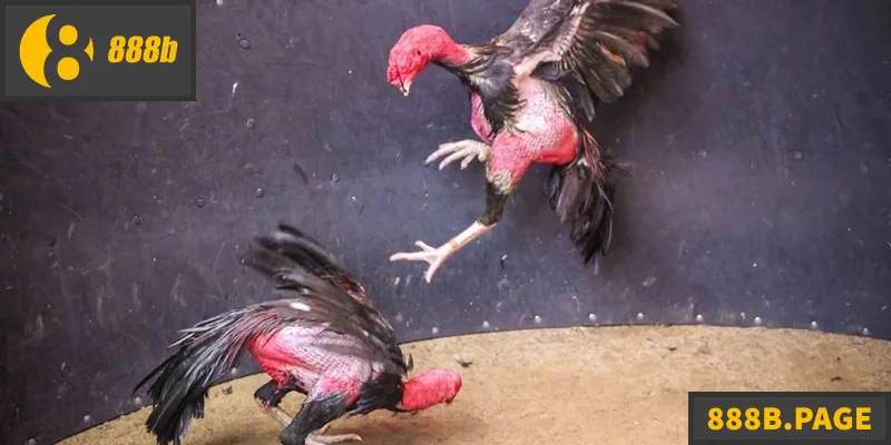 Trải nghiệm đá gà đòn truyền thống, gay cấn tại 888B